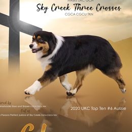 Glory  - Australian Shepherd