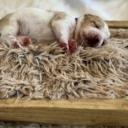 Stuffin - Red and white male Basset Hound puppy in Lone Jack, Missouri from Wee Little Bassets