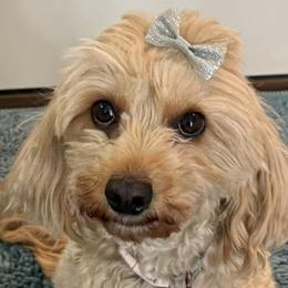 Bella - Cavapoo