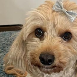 Bella - Cavapoo