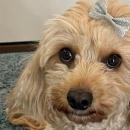 Bella - Cavapoo