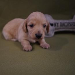 Rafael - Red male Dachshund puppy in Quemado, New Mexico from TNT Dachshunds