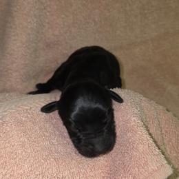 Willa - Black female Goldendoodle puppy in Vinton, Iowa from Doodles to Love
