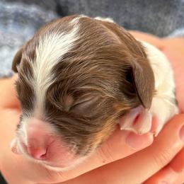 Miss Yellow - Tri-color female Cavapoo puppy in Norton Shores, Michigan from Dune Pack Doodles and Poodles