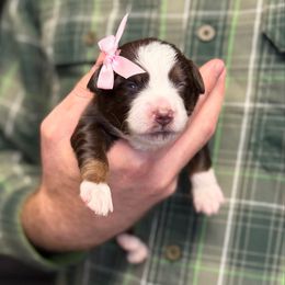 Red tri female long tail - Red tri female Toy Australian Shepherd puppy in Riverton, Utah from Iron Spirit Homestead & Aussies