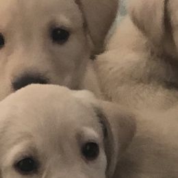 Golden Retrievers and Labrador Retrievers from Stephanie Dellrie