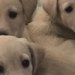 Golden Retrievers and Labrador Retrievers from Stephanie Dellrie