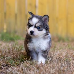 Mira - Tri-color female Pomsky puppy in Sumter, South Carolina from Emerald Skies Pomskies