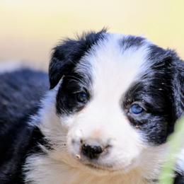 Axl - Black and white male Border Collie puppy in Custer, South Dakota from Pinpoint Border Collies