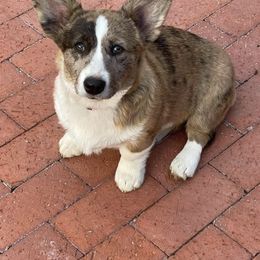 American Corgi, Cardigan Welsh Corgi, and Pembroke Welsh Corgi Puppies from Chloe's Colorful Corgis