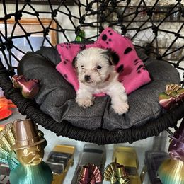 Pink female - Parti female Yorkshire Terrier puppy in Cocoa, Florida from SummerTime AKC Yorkies