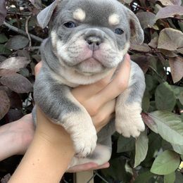 French Bulldog Puppies from McKay’s frenchies & fluffies