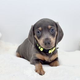 Missy - Blue and tan female Dachshund puppy in Goodyear, Arizona from AZ Royal Doxies llc