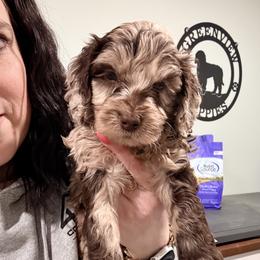 Leon - Merle male Cockapoo puppy in Denver, Pennsylvania from Greenview Puppies
