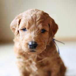 Casper - Blue collar - Apricot male Goldendoodle puppy in Puyallup, Washington from Dawnie’s Doodles