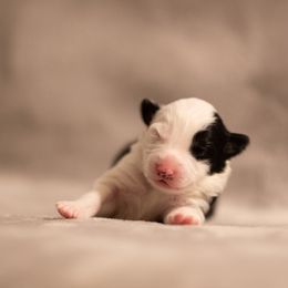 Border Collie Puppies from High Point Border Collies
