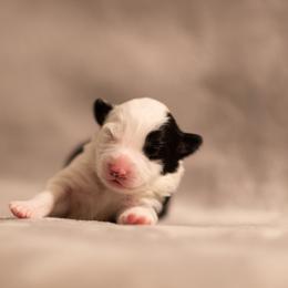Border Collie Puppies from High Point Border Collies