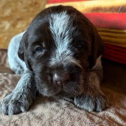 Spider-Man - Brown and gray male Wirehaired Pointing Griffon puppy in Grangeville, Idaho from Happy Hollow Griffons