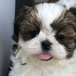 Grace - Black gold and white Shih Tzu puppy in Conway, Missouri from Stevens’ Hidden Acres