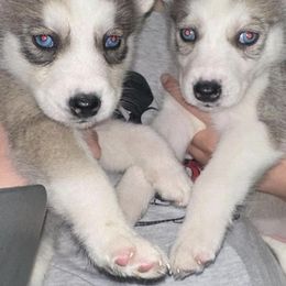 Siberian Huskies from Rice Breeders