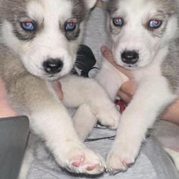 Siberian Huskies from Rice Breeders