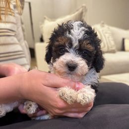 Lilly - Parti female Poodle puppy in Queen Creek, Arizona from Prestigious Toy Poodles