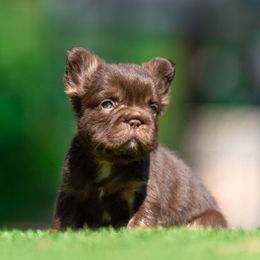 Ducky - Liver male French Bulldog puppy in Garland, Texas from Brewer's Doodles and French Bulldogs
