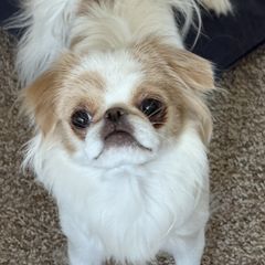 Japanese Chin puppies from Sakura Japanese Chin