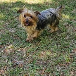 Olive - Yorkshire Terrier