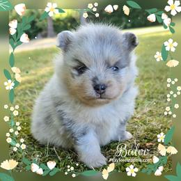 Baloo - AKC - Blue merle male Pomeranian puppy in Eatonville, Washington from Foxy Forest Poms