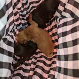 Miniature Schnauzer Puppies from Joy Dockery's Miniature Schnauzers