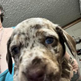 Dachshund Puppies from The Weenie Herd Mom
