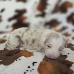 Octavia - Lilac merle female Border Collie puppy in Gary, Indiana from Lake Ridge Border Collies