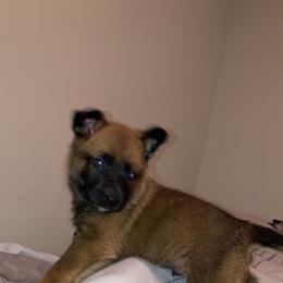 Belgian Malinois and Working Cross Puppies from L G Kennels