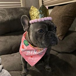 French Bulldogs from Jeremy Moody's French Bulldogs