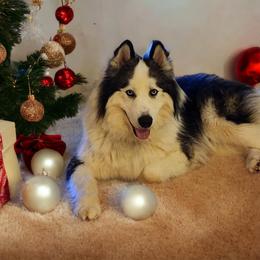 Siberian Husky Puppies from Royal Siberian AKC Huskies