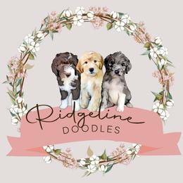Opal - Red merle male Aussiedoodle puppy in Corydon, Indiana from Ridgeline Doodles