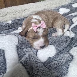 Honey - Cream female Goldendoodle puppy in Carmichaels, Pennsylvania from JensenBelle Doodles