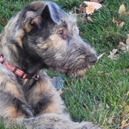 Irish Wolfhound Puppies from Darom Irish Wolfhounds