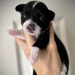 Oreo- Sweet Hairless Boy - Black and white male Chinese Crested puppy in Tomball, Texas from Gracieux Chinese Cresteds