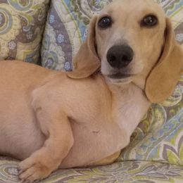 Dachshunds from Dachshund Love