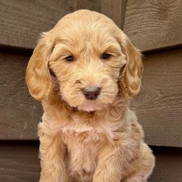 Miss Lavender - Apricot female Australian Labradoodle puppy in Mount Gilead, North Carolina from Tillery Labradoodles