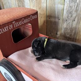 Girl 2 - Black and white female Great Dane puppy in Wimberley, Texas from Heart of Texas Great Danes