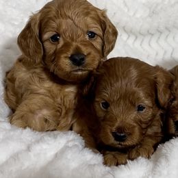 Cavapoo Puppies from Rosie’s Pups MN