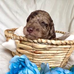 Patches - Red merle male Aussiedoodle puppy in Denton, Maryland from Royal Conron Doodles
