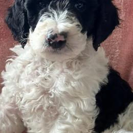 Goldendoodles from Lumley Acres Doodles