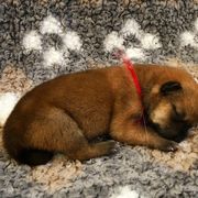 Hokkaido Puppies from Apricity Kennel
