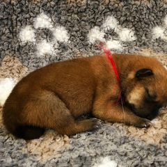 Hokkaido Puppies from Apricity Kennel
