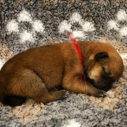Hokkaido Puppies from Apricity Kennel