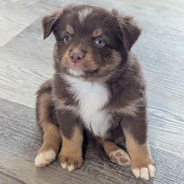 Honey - Red tri female Toy Australian Shepherd puppy in Mountain Home, Idaho from LJK Boxers & Toy Aussies